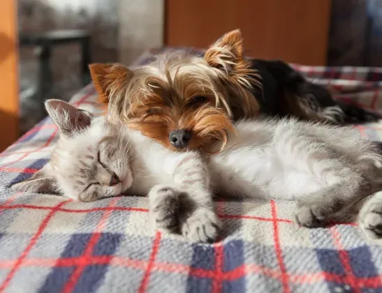 dog-and-cat-laying-on-blanket-couch